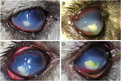 Case Report: Successful Management of Refractory Keratomycosis in an Alpaca Using Penetrating Keratoplasty and Combination Antifungal Therapy (Caspofungin 0.5% and Terbinafine 1%)